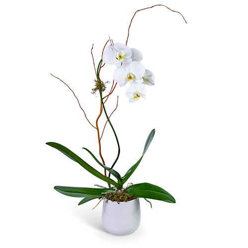 Whispering Phalaenopsis Orchid
