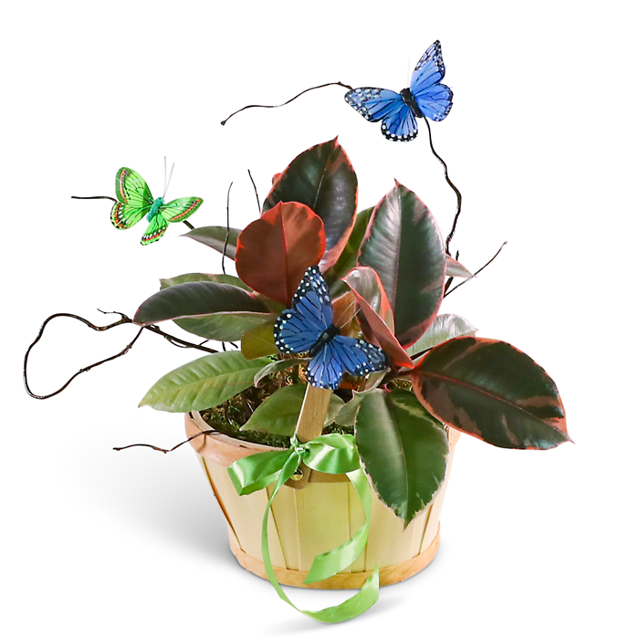 Variegated Rubber Tree Plant with Butterflies