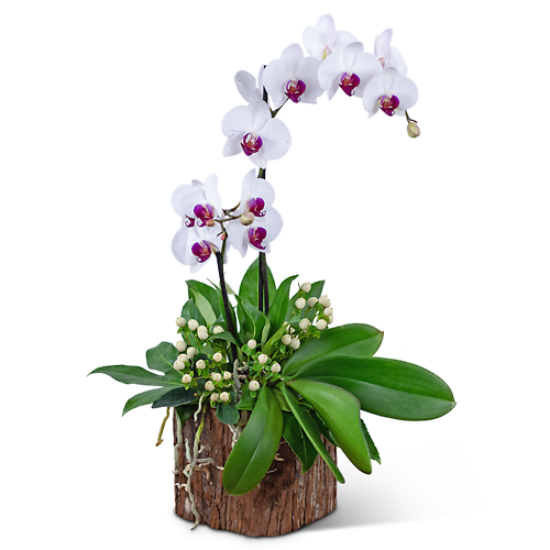 Majestic Phalaenopsis Orchid