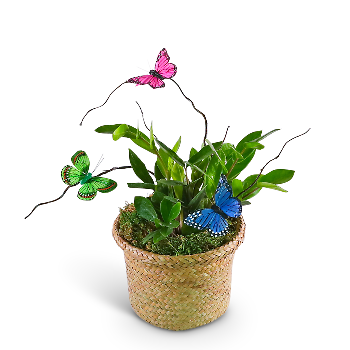 Zanzibar Gem Plant with Butterfly Accents