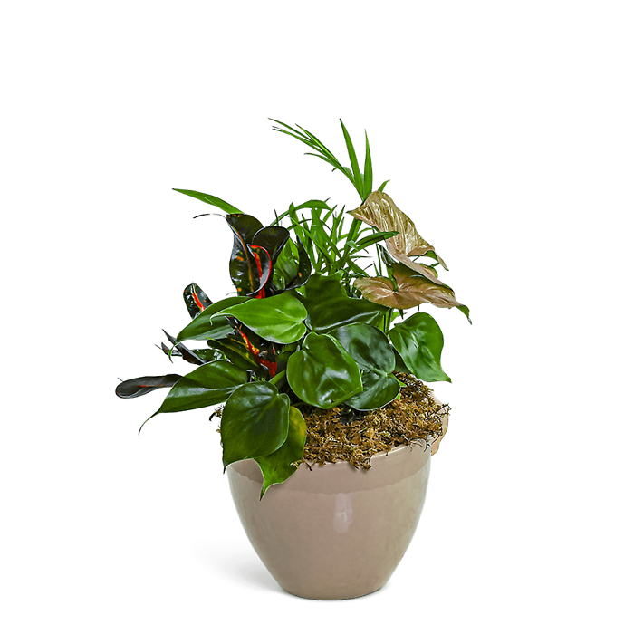 Dish Garden in Taupe Ceramic