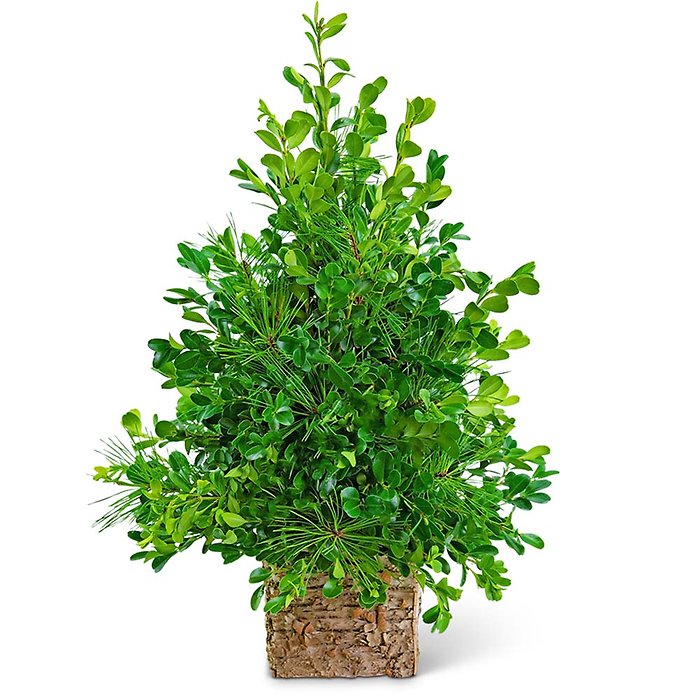 Bare Boxwood Tree