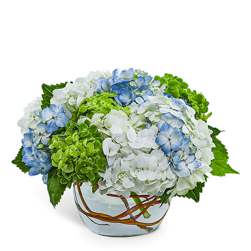 Dreamy Hydrangea