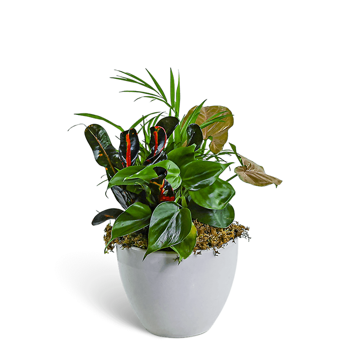 Dish Garden in Gray Ceramic