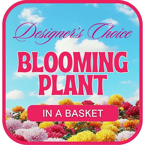 Designer\'s Choice Blooming Plant