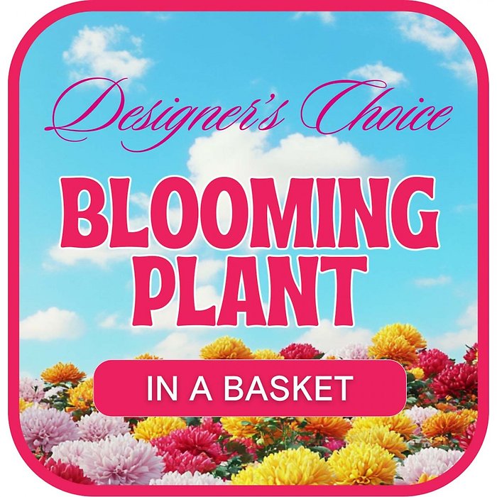 Designer\'s Choice Blooming Plant
