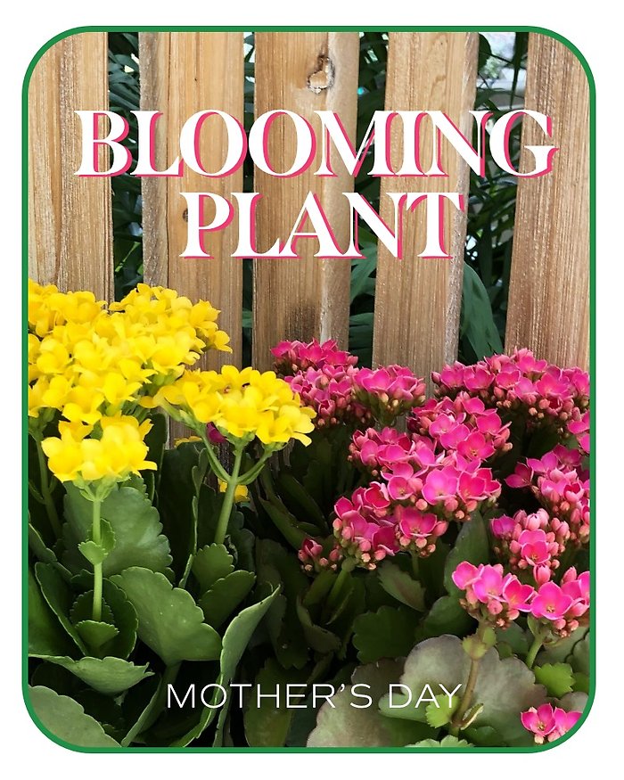 Mother\'s Day Blooming Plant