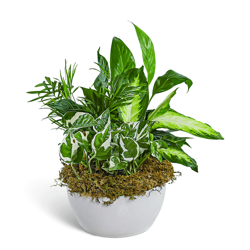 Zen Dish Garden